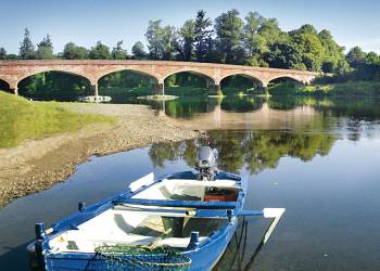 Beech Hedge