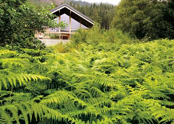 Strathyre Forest